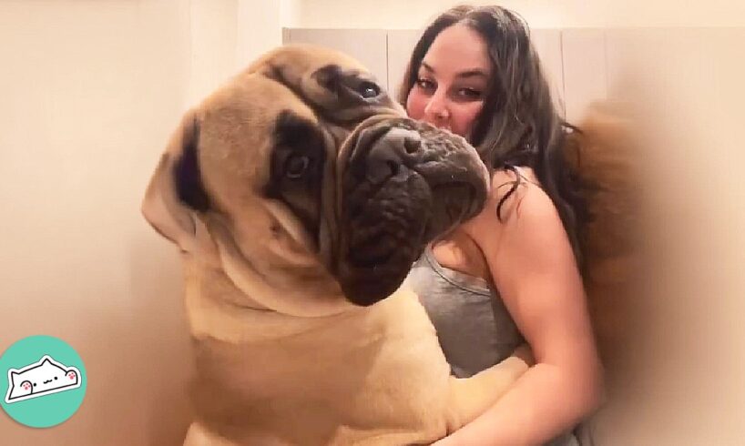 Gentle Giant Mastiff Wants To Hug Everybody He Meets | Cuddle Buddies