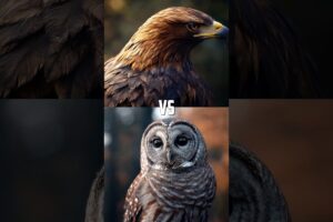 Golden Eagle vs Forest animals