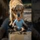 Golden Retriever Rescues Baby Stuck in Mud! Heartwarming Story