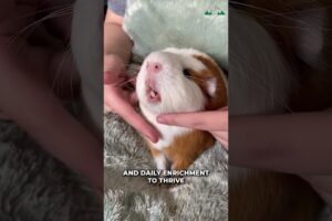 Guinea Pig | Do They Make Great Pets?