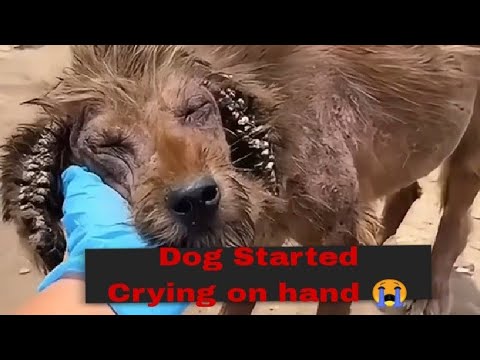 He Started Crying,When Touched😭|Amazing Transformation& Heartwarming Stray Dog Stories|Animal rescue