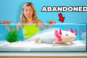 I Rescued an Abandoned Axolotl...