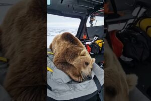 Injured Polar Bear Rescue,  Wildlife Animals Rescue Videos. #icebears #auroraworld