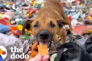 Injured Puppy Living All Alone In Trash Dump Gets Rescued | The Dodo