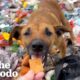 Injured Puppy Living All Alone In Trash Dump Gets Rescued | The Dodo