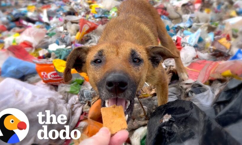 Injured Puppy Living All Alone In Trash Dump Gets Rescued | The Dodo