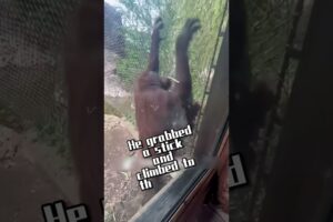 Intelligent orangutans, showing intelligence and affection, are awesome