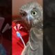 Jangan bermain dengan Listrik Bimbim!⚡️#funnyvideo #funny #cuteanimals #animals #owl #cute