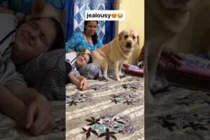 Jealousy 😂 || labra rubi || #youtubeshorts #shorts #labrador #dog #funny #cute #emotional #trending