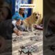 Jealousy 😂 || labra rubi || #youtubeshorts #shorts #labrador #dog #funny #cute #emotional #trending