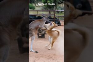 😱🔥Kangaroo Vs Dingo Aggressive Fight Near a Cattle Ranch #animals #shorts #wildlife #trending #usa