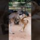 😱🔥Kangaroo Vs Dingo Aggressive Fight Near a Cattle Ranch #animals #shorts #wildlife #trending #usa