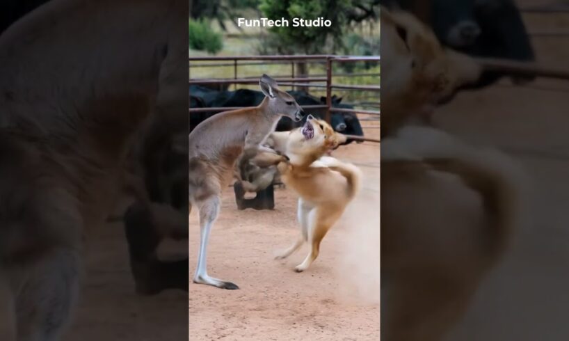 😱🔥Kangaroo Vs Dingo Aggressive Fight Near a Cattle Ranch #animals #shorts #wildlife #trending #usa