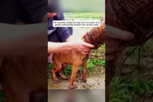 Kind man rescues drowning dog trapped in a basket #animals #rescue #animalrescue #animalshorts