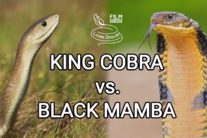 King cobra vs. Black mamba - Battle of the deadly snakes