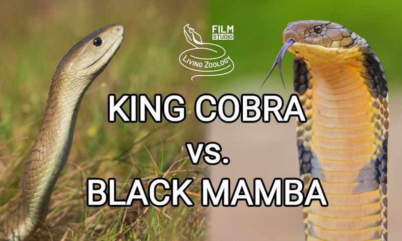 King cobra vs. Black mamba - Battle of the deadly snakes