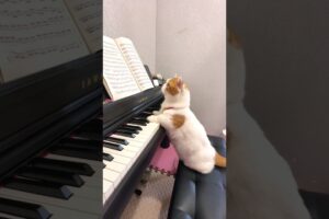 Kitty's Paw-some Piano Performance #catlover #catbreed #shorts #viralvideo