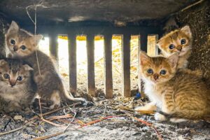 LTT Animal || Urgent Rescue: From Danger to Safety, Kittens Saved from Drain with Injured Mom