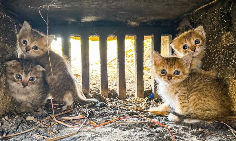 LTT Animal || Urgent Rescue: From Danger to Safety, Kittens Saved from Drain with Injured Mom