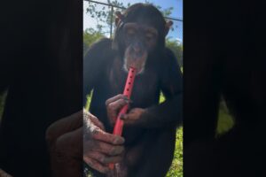 Limbani the Chimpanzee plays flute