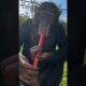 Limbani the Chimpanzee plays flute