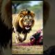 Lion🦁 VS All Animal Fight || #shorts #ytshorts #trending #viralshorts #wildlifeentertainment