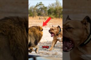 Lion VS Pitbull Meet in The Wild! #shorts