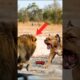 Lion VS Pitbull Meet in The Wild! #shorts