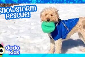 Little Dog Saved From Snowstorm Learns to Love Winter Again | Dodo Kids | Rescued!