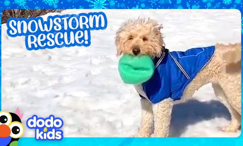 Little Dog Saved From Snowstorm Learns to Love Winter Again | Dodo Kids | Rescued!