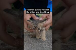 Man rescues an abandoned kitten 🥺 🐈 #wholesome #cat #shorts #animals #rescue