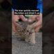 Man rescues an abandoned kitten 🥺 🐈 #wholesome #cat #shorts #animals #rescue