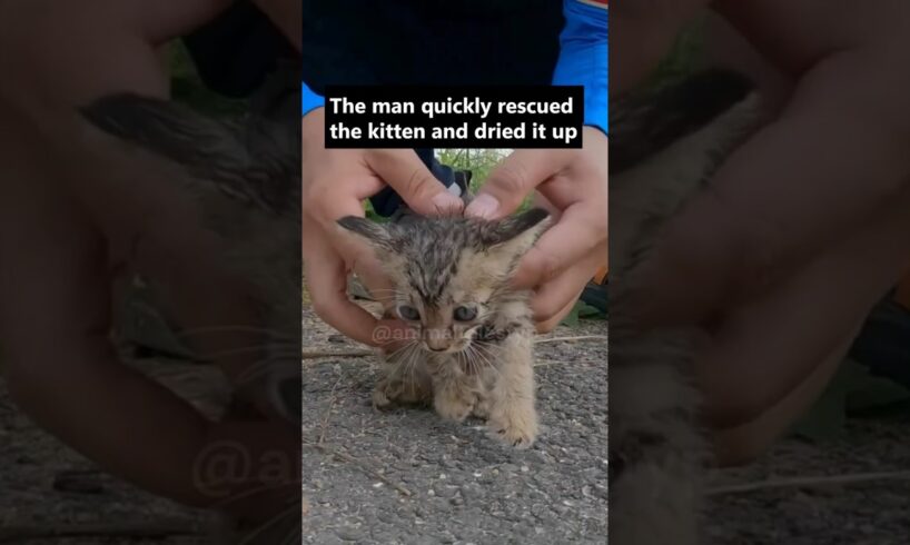 Man rescues an abandoned kitten 🥺 🐈 #wholesome #cat #shorts #animals #rescue