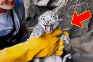 Man rescues snow leopard trapped in cave, shocked to bring it home