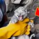 Man rescues snow leopard trapped in cave, shocked to bring it home