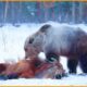 Most Unbelievable Attacks Of Bear Ever Recorded | Animal Fighting