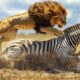 Most Unbelievable Lion Attacks Caught On Camera | Animal Fights