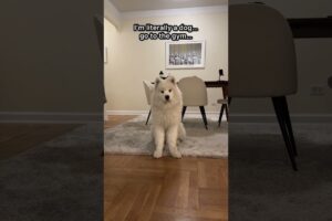 My dog did this to my body! #samoyed #dog #dogshorts #funny #funnyshorts