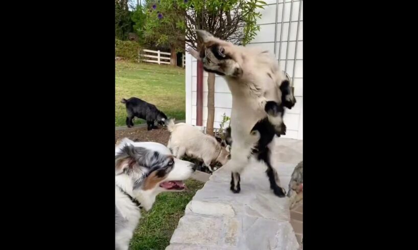 Naughty Baby Goat  Love to Play and Headbutt! #cutefarmanimal #animals #cute