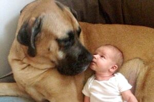 No Babysitter, Your Dog’s All You Need! ❤️