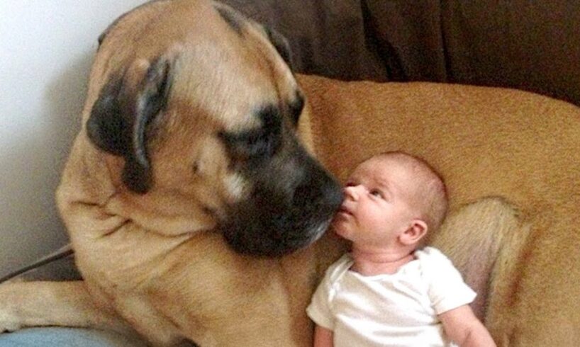 No Babysitter, Your Dog’s All You Need! ❤️