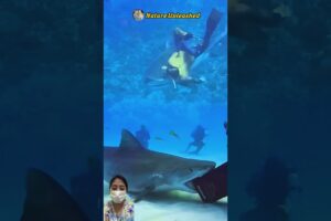 OMG! diver playing with shark #animals #shorts