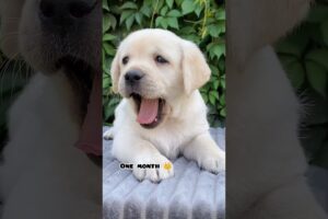 One month Vs 1 year Labrador transformation #feed #doglover #dog #shots #pets #dogbreed