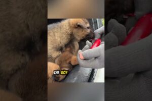 Owner Abandoned Cute Puppies