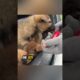 Owner Abandoned Cute Puppies