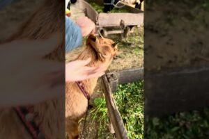 Playing with baby goat short video #animals #animallife #wildlife #goat