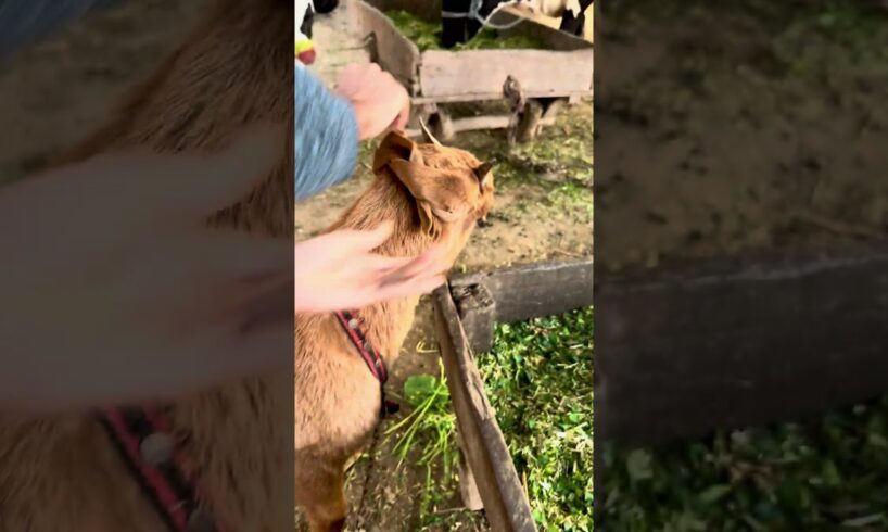 Playing with baby goat short video #animals #animallife #wildlife #goat