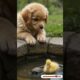 Puppy Cuteness Overload! 🥰🐾 Must See Moments! #cute #cuteanimal #puppylife #cutepet #shortvideo