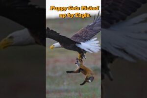 Puppy Get Picked up by Eagle #shorts #eagleattacks #puppyshorts