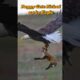 Puppy Get Picked up by Eagle #shorts #eagleattacks #puppyshorts